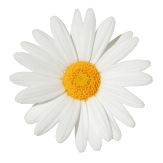 Margherita bianca